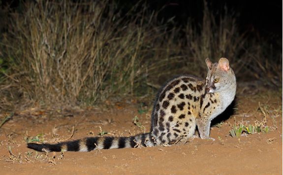 Large spotted Genet at night