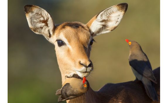 Impala being groomed by ox peckers