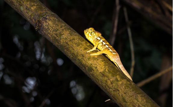 Chameleon lying on a tree