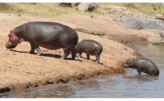 Hippos going out of a river
