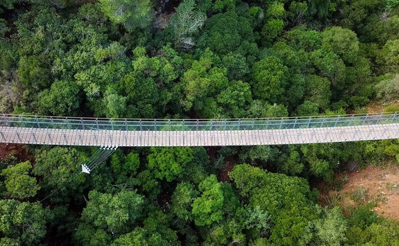 Capilano suspension bridge surrounded by green forest