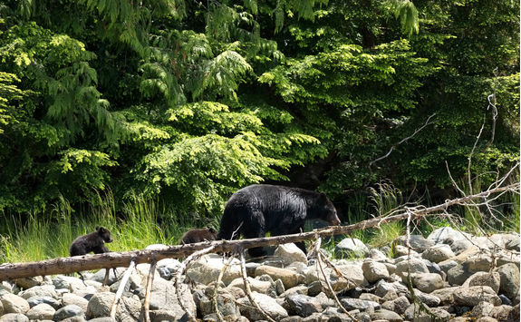 Mother black bear with two cubs walking along trees