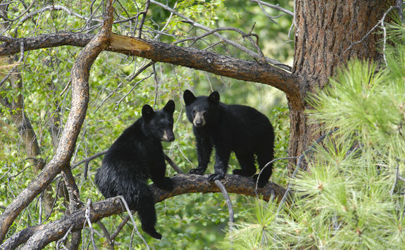 Two bears cubs sitting on a tree branch