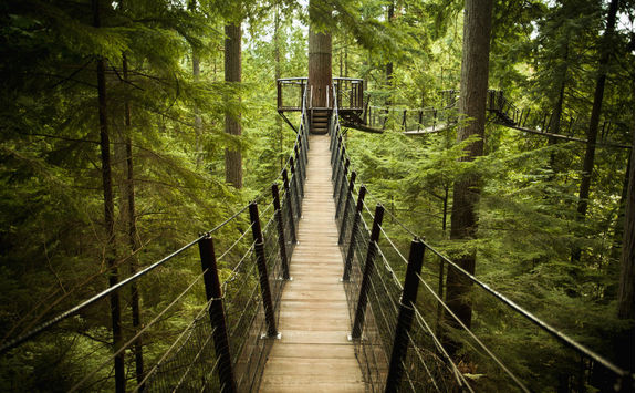 Bridge inside the forest