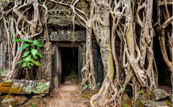 tree roots gripping the stonework