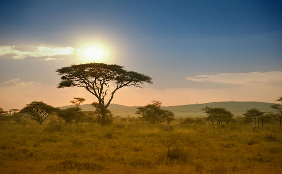 Acacias trees in the sunset