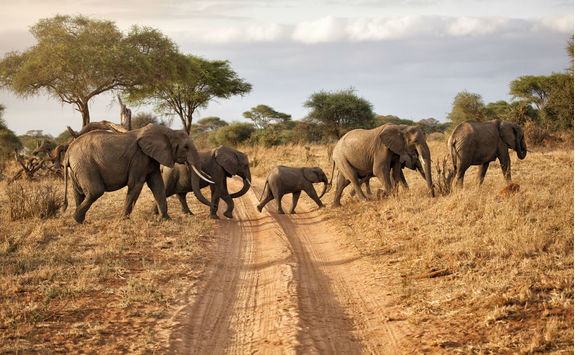 Elephant family crossing a path