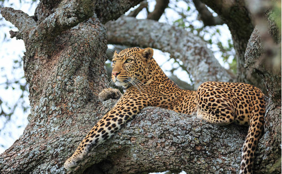 Leopard in a tree