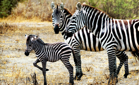 Zebra family