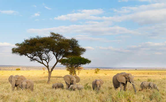 African elephant herd and acacia tree