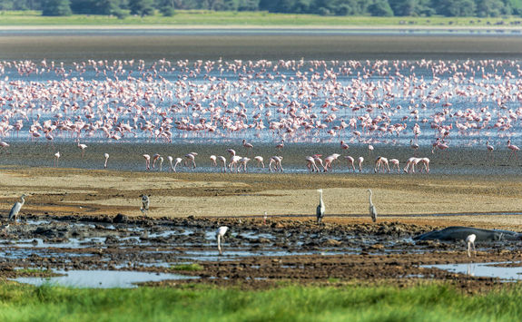Flamingos at lake Manyara