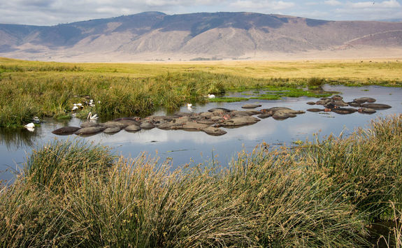 Herd of hippo in watering hole in Ngorongoro