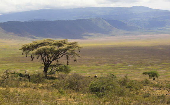 Tree at Ngorongoro crater