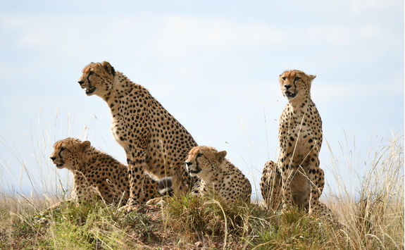 Cheetah in Ngorongoro