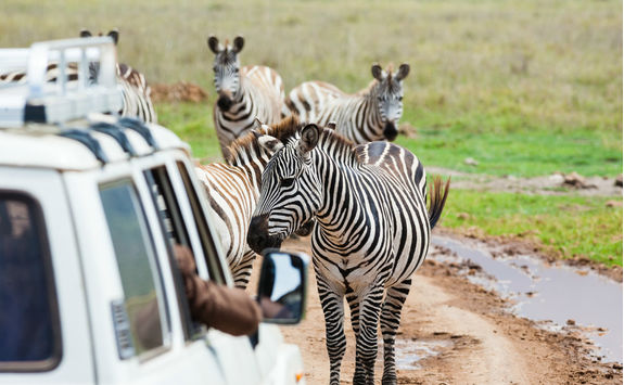 Zebras in Ngorongoro crater