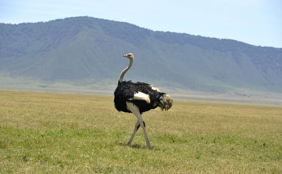 Ostrich walking in Ngorongoro crater
