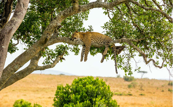 Leopard sleeping on a tree