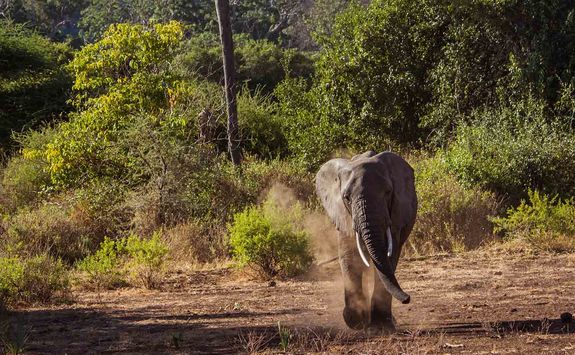Elephant by Lake Manyara