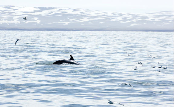 Whale watching on the arctic sea near Husavik