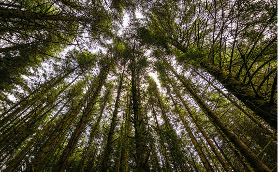 Pine Forest