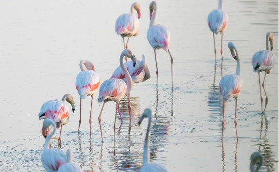 Flamingos in water