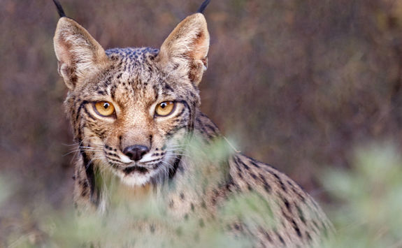 Iberian lynx
