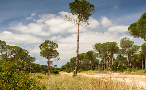 Sandy road in Donana National Park