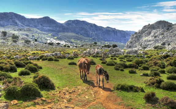 Horses walking in mountains