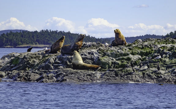 Sea lions in San Juan Island