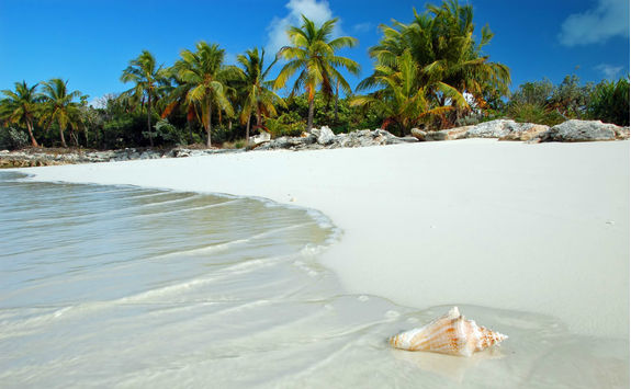 Conch Shell