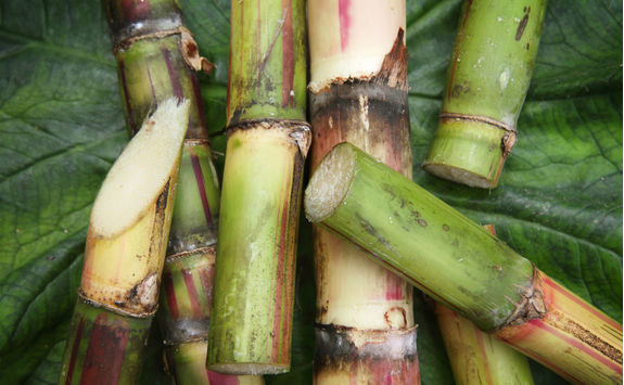 Sugar Cane Up Close