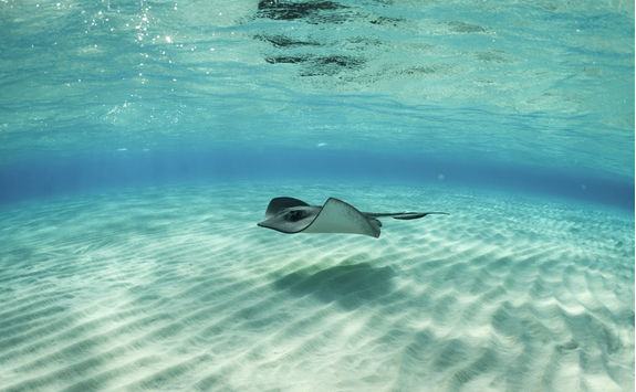 Stingray Fish