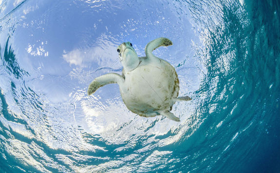 Turtle