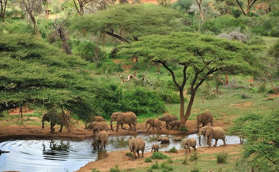 Elephant at watering hole