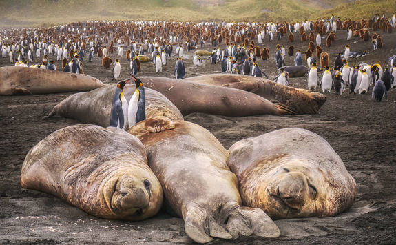 Elephant seals and king penguins