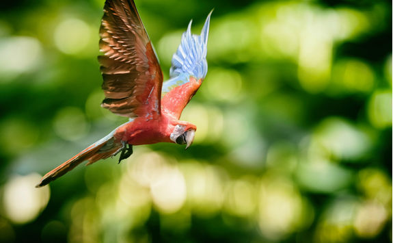 Gold and blue macaw flying
