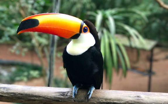 Toucan in Igazu NP