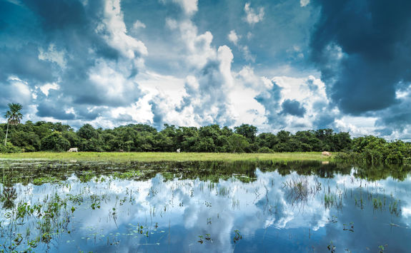 Wetlands in Pantanal