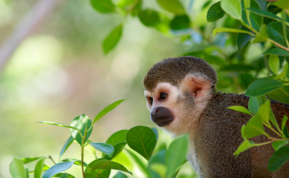 Squirrel monkey