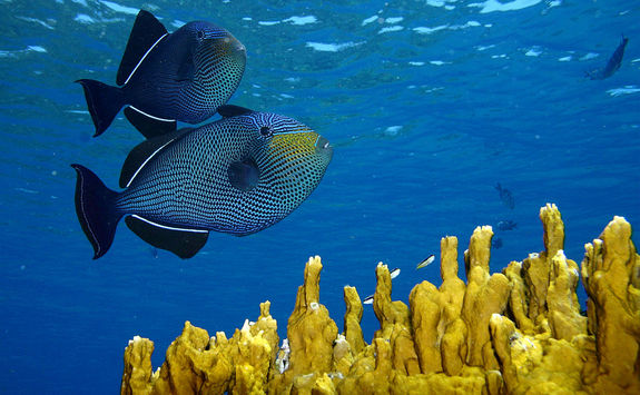 Snorkelling in Brazil