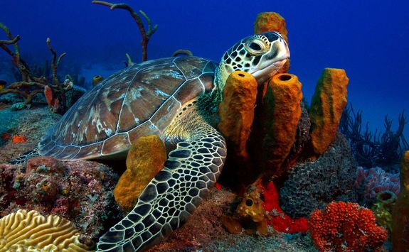 Turtle in Grenada