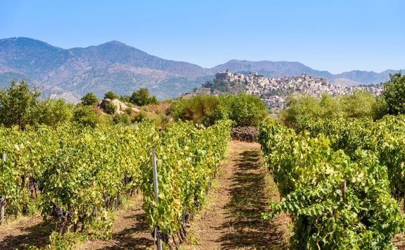 vineyard mount etna