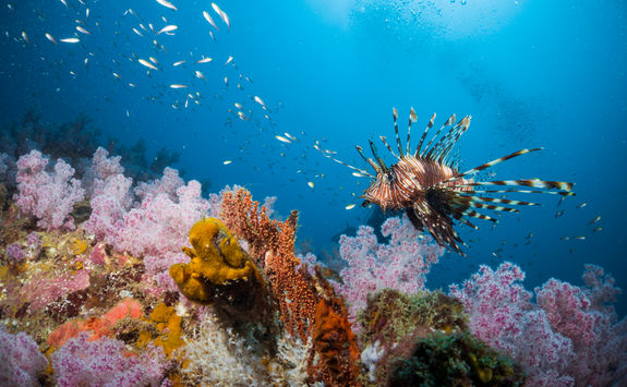 lion fish diving
