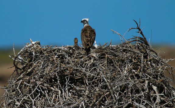 sea eagle nest
