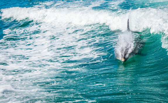 dolphin abel tasman national park