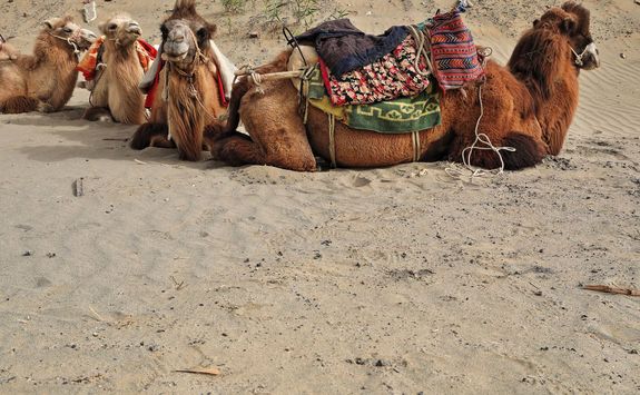 camels with saddles