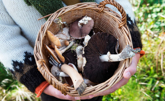 foraging for mushrooms