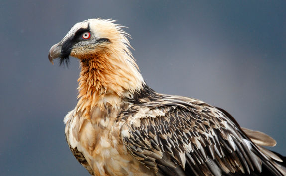bearded vulture
