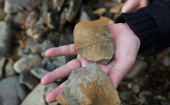 fossils in svalbard