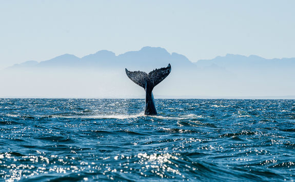 whale tail
